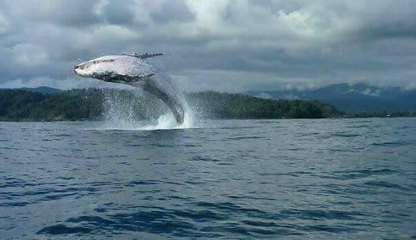 Posada El Acuario Bahia Solano Kültér fotó