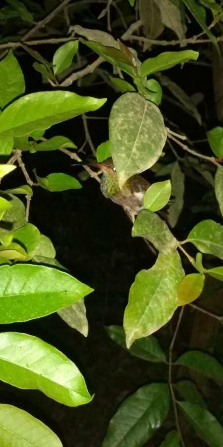 Posada El Acuario Bahia Solano Kültér fotó